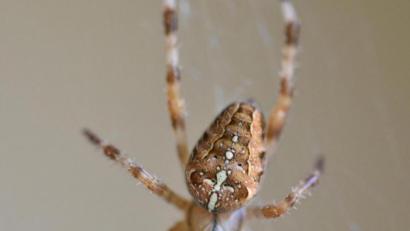 Bild: Thomas Sporrer
Die Gartenkreuzspinne (Araneus diadematus) ist ein nützliches Tierchen, war immerhin 2010 schon mal die „Spinne des Jahres“.