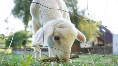 Bild: Alexandra Bauer
Ein Lamm apportiert ein Stöckchen.