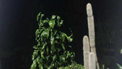 Bild: Ilinov/exb
So sieht eine Abholung bei den Mädels von "Love or Leaf" aus: Kaktus inklusive.