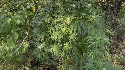Bild: exb
Diese Marihuana-Pflanzen entdeckte ein Spaziergänger am Dienstagnachmittag.