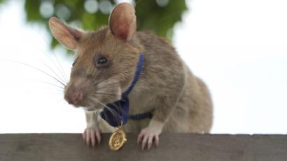 Bild:  Pdsa/PA Media/dpa 
Magawa wurde dazu ausgebildet, mit ihrer ausgezeichneten Spürnase Landminen zu entdecken.