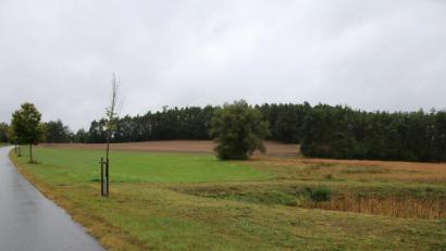 Bild: sne
An der Steinfelser Straße sollen 47 Parzellen ausgewiesen werden.