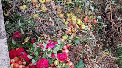 Bild: Meike Meitner
Rot und saftig: Statt die Äpfel in den Müll zu werfen, könnten die Besitzer zuerst an andere Bürger oder Waldtiere denken, sagt Meike Meitner.