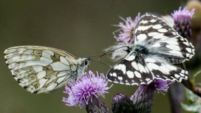 Bild: Jens Kalaene/dpa
Allerlei Schmetterlinge wurden bereits auf den Blühstreifen des Landkreises entdeckt, darunter auch der Schachbrettfalter. Die Schmetterlingsart ist durch intensive Landwirtschaft bedroht, denn sie braucht nährstoffarme, blütenreiche Wiesenbereiche, die bis Ende Juli nicht gemäht werden.