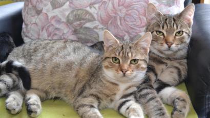 Bild: hcz
Antonia und Horst sind ein tolles Team. Fast wäre statt Antonia Angela Horsts Gefährtin geworden.