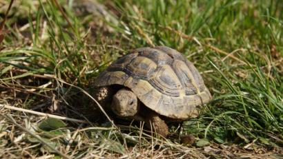 Bild: kaz
Landschildkröte Amanda lebt im Garten von Nicole Reichl in Neustadt/Waldnaab.