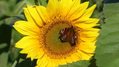 Bild: rn
Nahrungsstätte mit Goldrahmen.