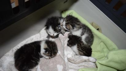 Bild: Tierschutzbund
Jahr für Jahr kämpfen die Tierheime mit einer Schwemme an kleinen Katzen.