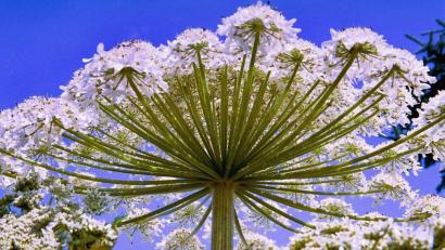 Archivbild: Popp
Der Riesen-Bärenklau ist längst auch im Landkreis heimisch.