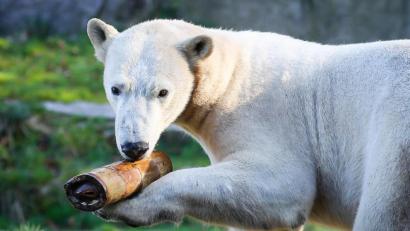 Bild: Dominique Villiseck/Zoo Mulhouse/dpa
Eisbärin Nanuq kam aus dem Zoo de Cerza.