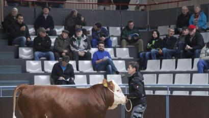 Bild: Hirsch
Regelmäßig führen die Züchter Bullen, Kühe und Kalbinnen über den "Laufsteg" des Tierzuchtzentrums. Am 7. Oktober findet hier der mittlerweile 888. Rindermarkt statt.