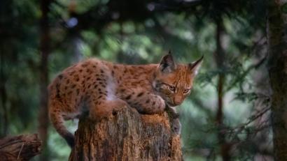 Bild: Peter Neunteufel
Der Luchsnachwuchs im Bayerwald-Tierpark Lohberg begeistert die Besucher.