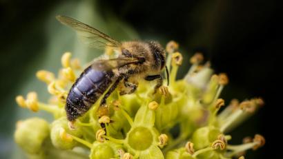 Bild: Hösamer
Bienen und andere Insekten finden im Herbst am Efeu noch Nektar.