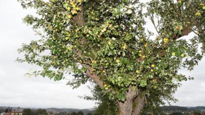 Bild: Gabi Schönberger
Das Obst der städtischen Bäume wie hier am Breiten Weg soll den Bürgern zugute kommen.