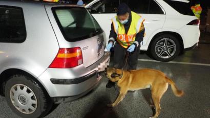 Bild: bl
Angeleitet von Polizeihauptmeisterin Stefanie Rute beschnuppert Polizeihund Cliff diesen Golf auf der Suche nach Drogen. In diesem Fall kann die feine Nase des sehr konzentriert arbeitenden Belgischen Schäferhundes vom Typ Malinois aber nichts erschnüffeln.