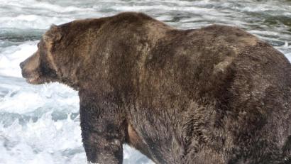 Bild: Katmai National Park and Preserve/dpa
Der Braunbär „747“, auch als Jumbo Jet bekannt, im Katmai-Nationalpark in Alaska.
