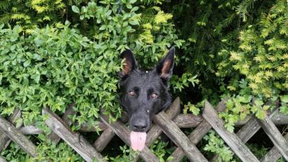 Bild: jua
In diesem Garten wache ich: Die Haltung des Hundes wird ab dem nächsten Jahr im Bereich der Stadt Nabburg um zehn Euro teuerer.