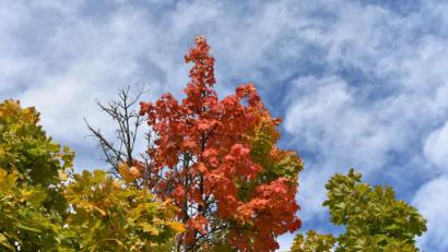 Bild: rgr
Der Herbst hat ein farbenprächtiges Kleid angezogen.