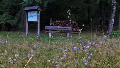 Bild: jml
Der Teufelsabbiss hat seinen Namen einer Sage zu verdanken. In Kohlberg blüht er besonders schön.