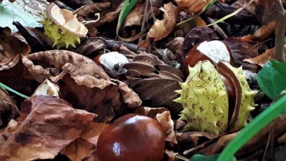 Bild: myd
Kastanienzeit