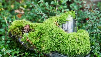 Bild: Josef Alois Hartl 
Ein Turnschuh im Wald.