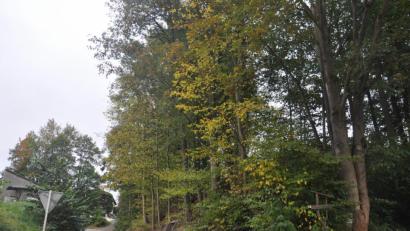 Bild: ws
Mehrere Bäume am Urtlweg in Hohenthan sind nicht mehr in bestem Zustand. Wie viele Bäume entfernt werden sollen, konnte bei einem ersten Termin nicht geklärt werden. Jetzt soll der Stadtrat in eine seiner nächsten Sitzungen entscheiden.