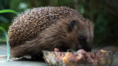 Bild: Peter Steffen
Igel vertragen hochwertiges Katzennassfutter gut.