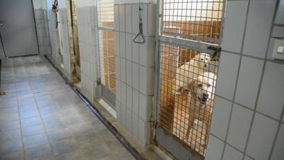 Archivbild: Gabi Schönberger
Listenhunde waren im Tierheim Weiden bisher nicht zu finden. Das könnte sich mit dem Neubau ändern, denn zumindest eine interimsweise Unterbringung soll dann möglich sein.