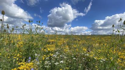 Bild: Petra Hartl
In Wernberg-Köblitz soll es künftig noch mehr Grünflächen dieser Art geben, um die Biodiversität zu erhalten.