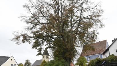 Bild: Petra Hartl
Die 15 Meter hohe Linde auf dem Ammerthaler Dorfplatz ist stark geschädigt und wird gefällt.