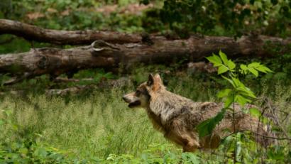 Bild: Katrin Kunz
Wolf im Tierfreigelände Lusen im Nationalpark Bayerischer Wald.