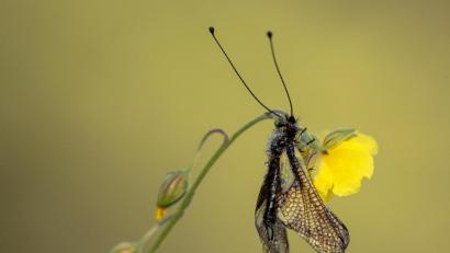 Bild: exb/Josef Schell
Die Bilder lösten bei den Fotoclubmitgliedern größte Bewunderung aus. Josef Schell bewies einmal mehr, welche Geduld er für sein Hobby aufbringt.