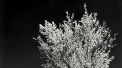 Bild: Herbert Hanauer/exb
Das Bild ist von Herbert Hanauer.