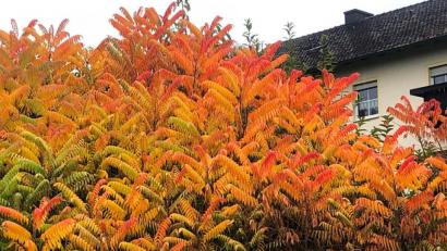 Bild: Andreas Royer
Ein Essigbaum als echter Blickfang im Herbst.