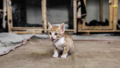 Symbolbild: Mohammed Talatene/dpa
Die Polizei Cham ermittelt, nachdem ein Unbekannter vier Kätzchen im Müll entsorgt hat,