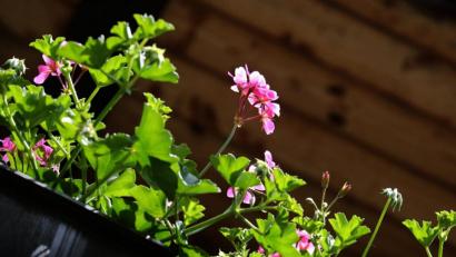 Bild: Karl-Josef Hildenbrand
Geranien blühen nicht nur ein Jahr lang. Sie können den Winter überstehen und im nächsten Frühjahr wieder erblühen. Foto: Karl-Josef Hildenbrand/dpa-tmn