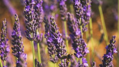 Bild: Heinz Waldukat – stock.adobe.com
Bei Stress wirkt Lavendel wahre Wunder.