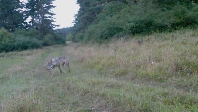 Bild: Landesamt für Umwelt
Am 5. September 2016 tapste der Wolf in Grafenwöhr vor eine Kamera. Damit war seine Anwesenheit bestätigt.