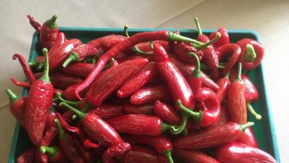 Bild: rpp
Eine reiche Ernte konnte Chililiebhaber Konrad Götz aus Kastl verzeichnen.
Etwa 200 Früchte von insgesamt 11 Pflanzen können sich sehen lassen.