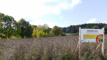 Bild: jp
Der „lebendige Acker“ in Mennersberg entwickelt sich zum Publikumsmagneten.