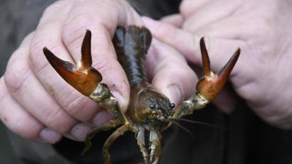 Bild: Petra Hartl
Ein amerikanischer Signalkrebs: Er ist laut Naturpark-Ranger Christian Rudolf sehr gut zu erkennen an den weißen Flecken an seinen Scheren.