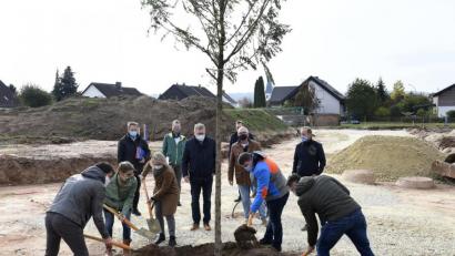 Bild: Petra Hartl
Die Robinie ist Baum des Jahres 2020. Ihr lateinischer Name ist falsche Akazie, ein passender Umstand für das neue Baugebiet "Akazienweg" in Amberg.