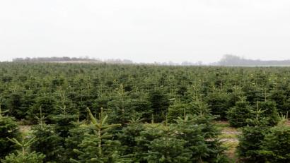 Bild: Frank Molter/dpa
Nordmanntannen in einer Weihnachtsbaumzucht.