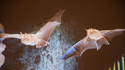 Bild: bö
Bei einem Monitoring entdeckt man auch im Herbst noch Fledermäuse: Zu sehen ist eine Fledermausmutter (links) mit ihrer fast schon erwachsenen Tochter auf Insektenjagd im Lauterachtal.