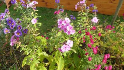 Bild: rn
Herbstastern treffen Phlox.