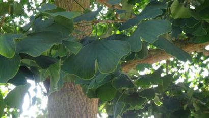 Bild: hka
Die charakteristischen fächerförmigen Blätter des Ginkgobaumes sind eine Besonderheit in der Pflanzenwelt.