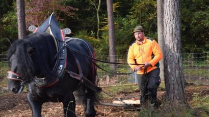 Bild: bö
Zum Einsatz kam auch Forstwirtschaftsmeister Michael Fischer mit seinem Percheronhengst zum Einarbeiten der Eicheln in den gemulchten Waldboden.
