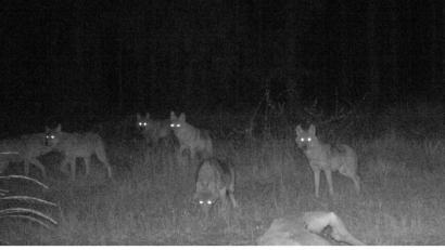 Bild: Bayerische Staatsforsten
Fünf kleine Wölfe sind samt Eltern vor eine Wildkamera im Manteler Forst gelaufen.