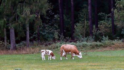 Archivbild: Hösamer
Kuh Elsa und ihr Kalb grasen gemütlich auf der Wiese.