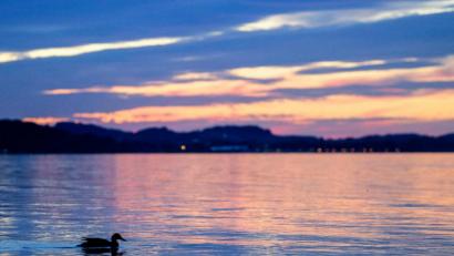 Archivbild: Matthias Balk
Eine Ente schwimmt vor dem Abendrot über den Chiemsee.
